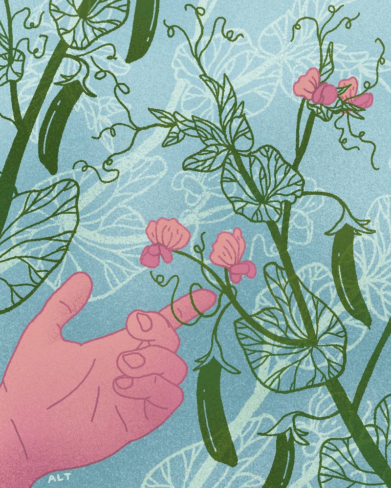 Plot to plate Peas